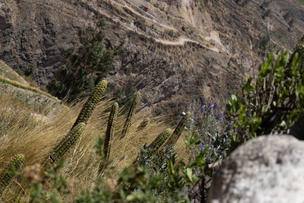 Native Andean cacti and vegetation growing on steep canyon slopes.
