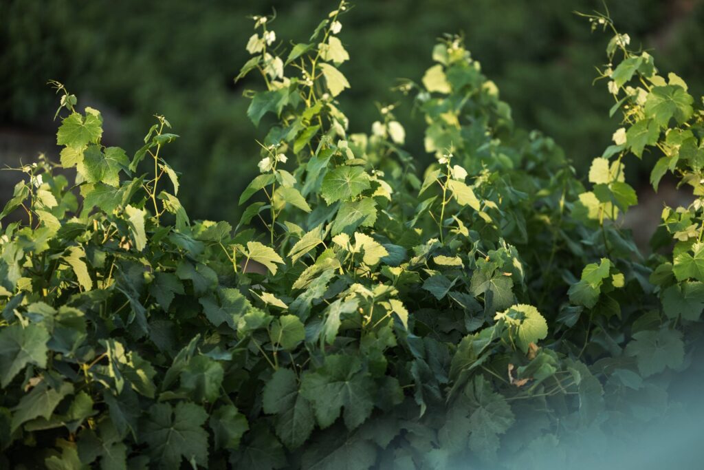 Close-up of lush green grapevine leaves in soft sunlight.