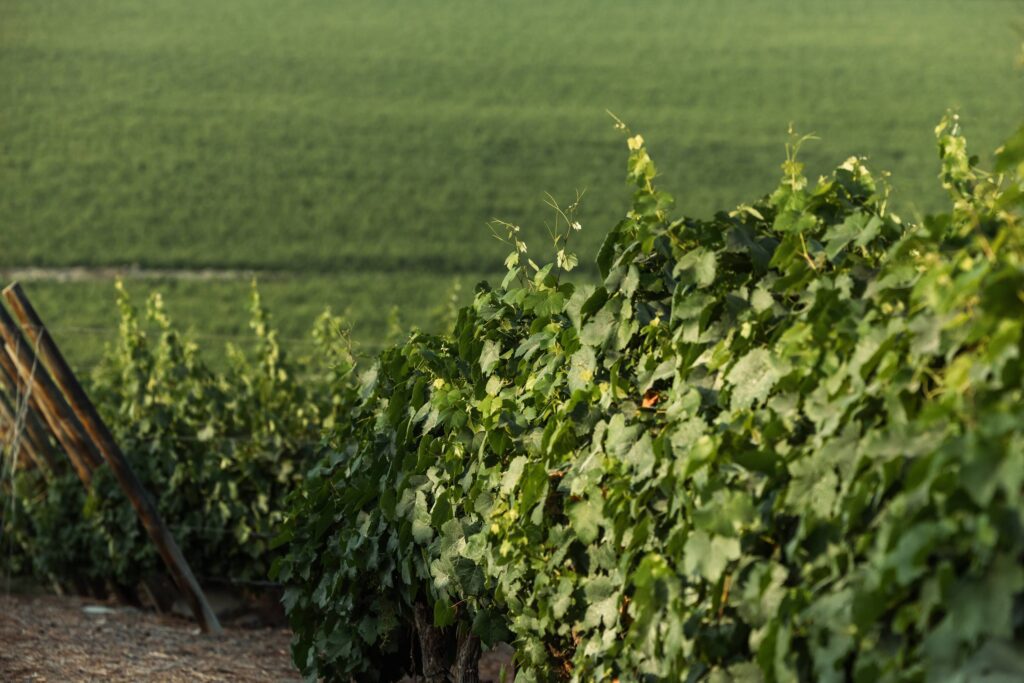 Lush green vineyard rows on gently sloping terrain with dense foliage.