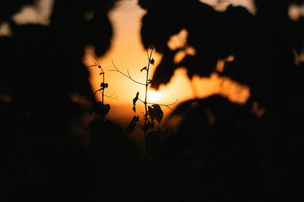 Silhouetted grapevine leaves and tendrils against a golden sunset in a vineyard.