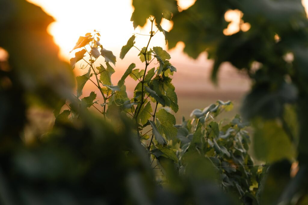 Close-up of green grapevine leaves in a vineyard with golden sunset light.