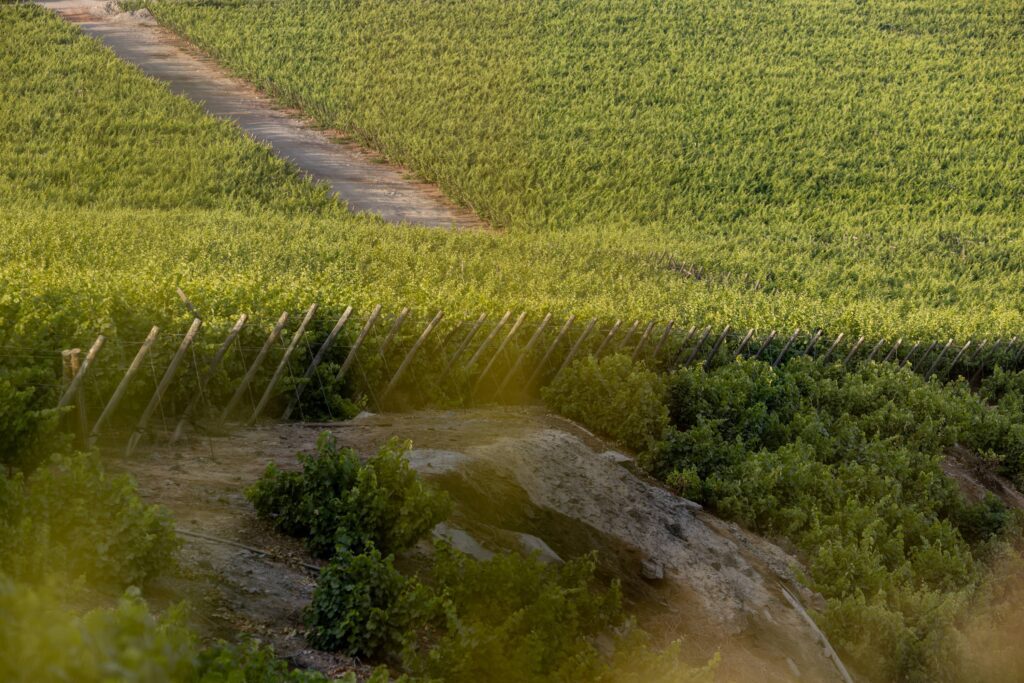 Sunlit vineyard with rows of green grapevines, wooden stakes, and a narrow dirt path.